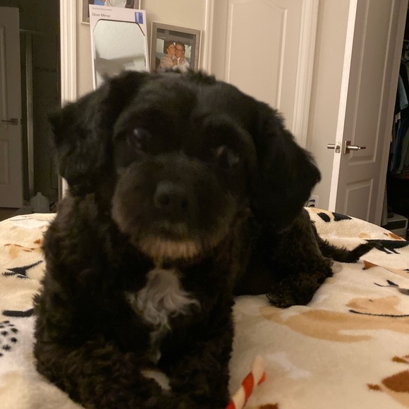 @CHICBOUTIQUE LIVE πππ - Picture 6 of 6